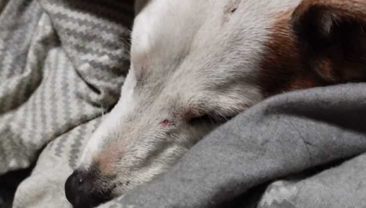 La cagnolina tra le coperte 