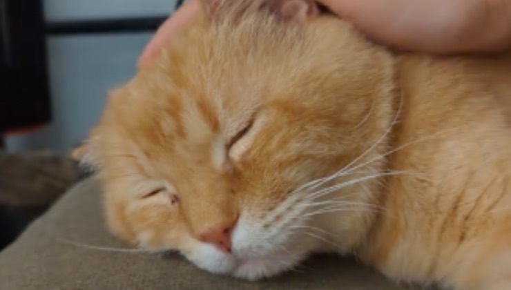 Gatto arancione dorme sul divano 