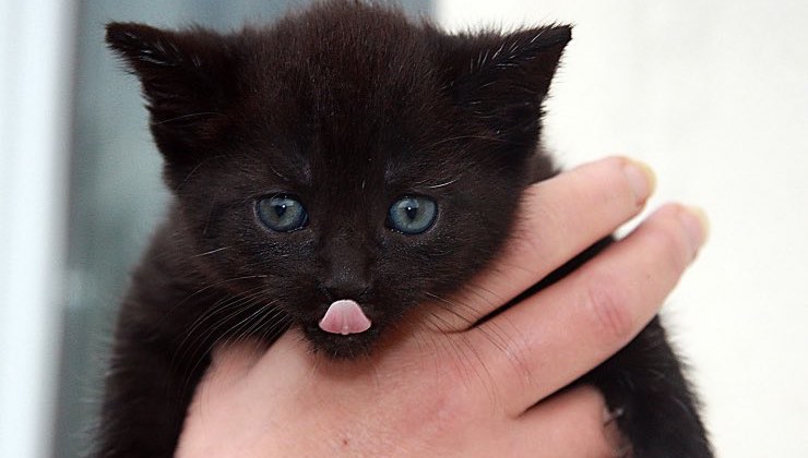 Piccolo gatto nero in una mano 