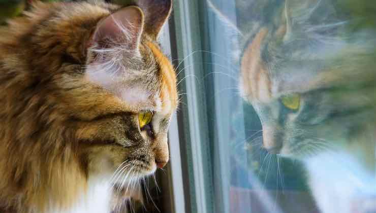 Un gatto arancione che guarda alla finestra perché solo 