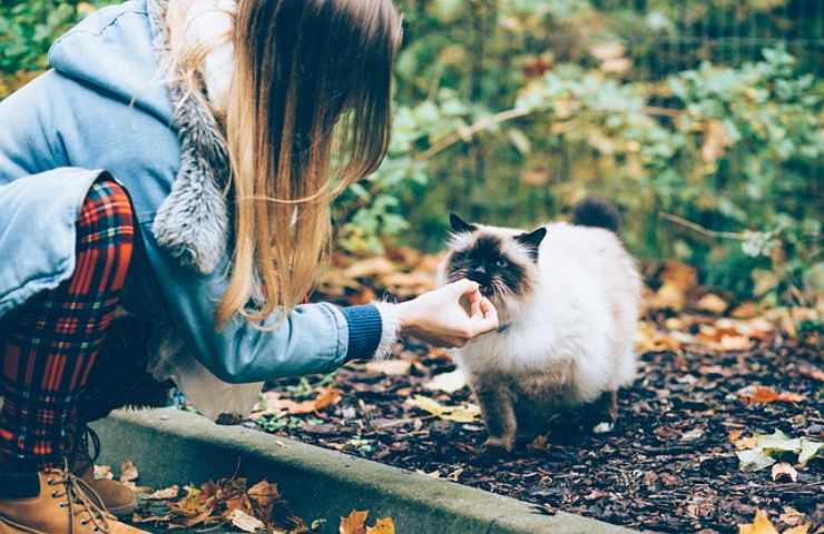 Il digiuno dei gatti