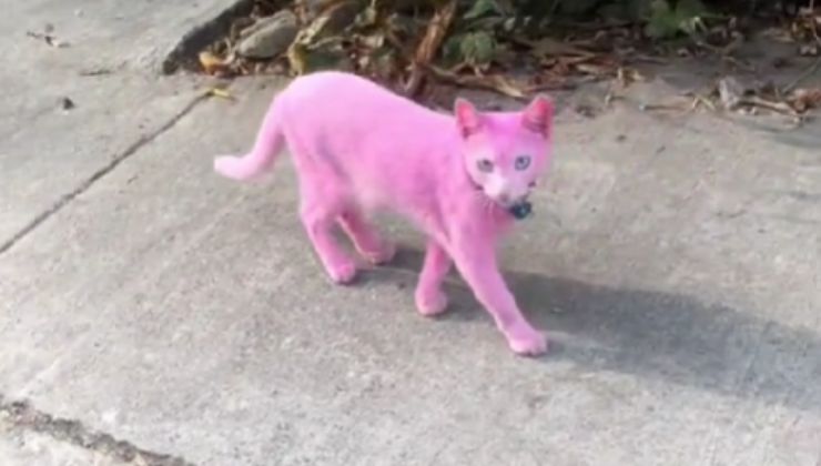 gatto colorato di rosa video