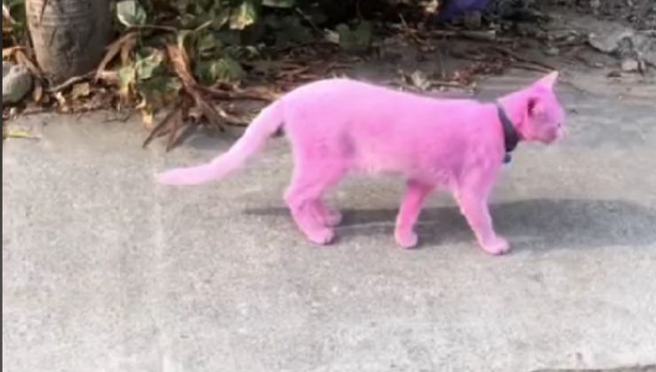 Gatto rosa video