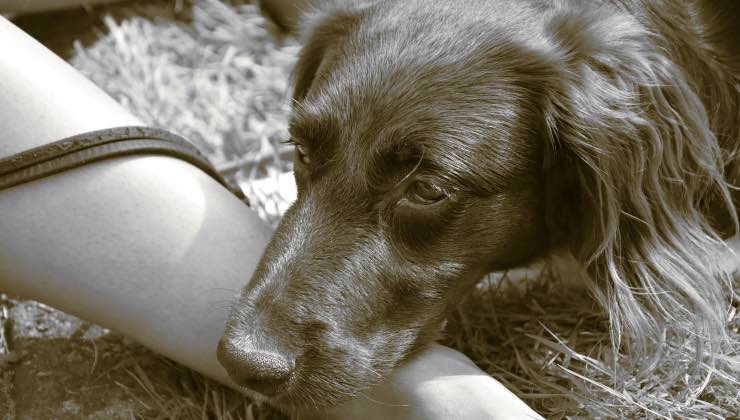 Cane dallo sguardo triste 