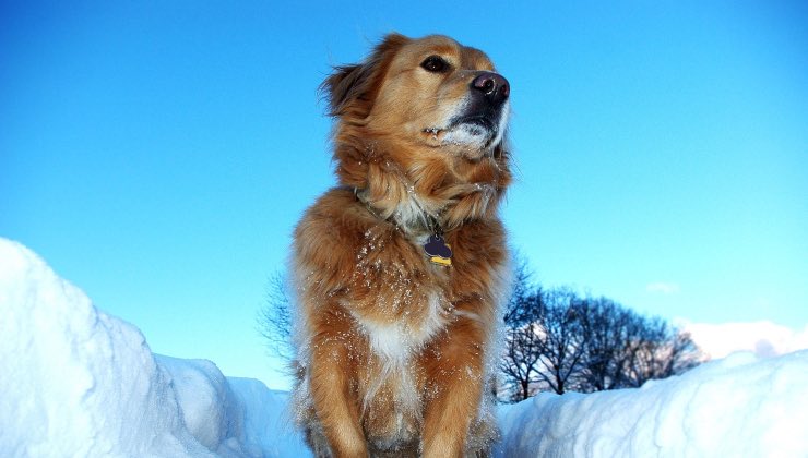 Un cane tra i ghiacci come nei sogni 