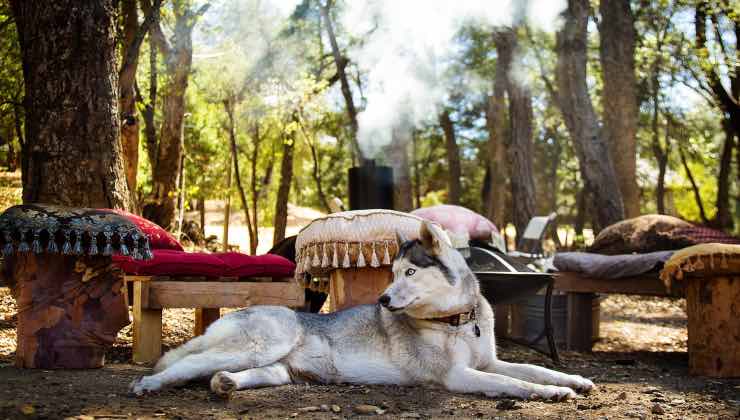 Husky sdraiato nel bosco tra i cuscini