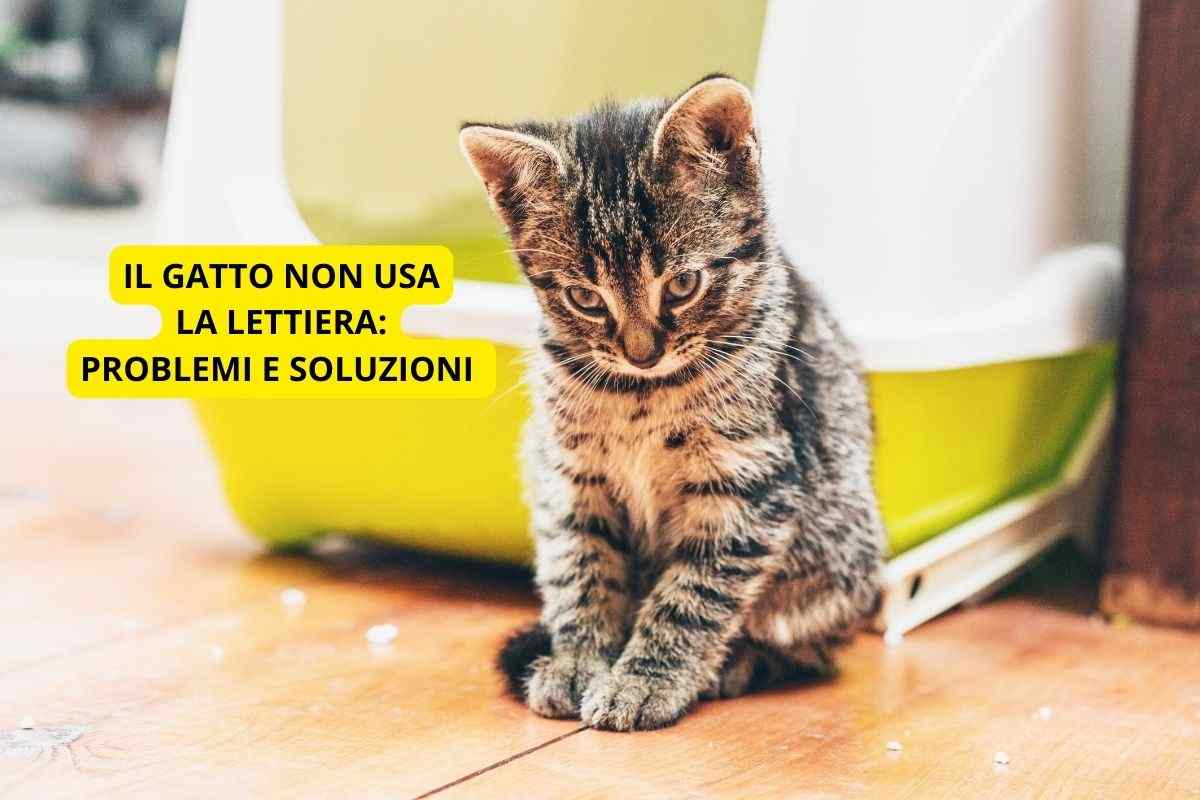 Gattino davanti alla lettiera