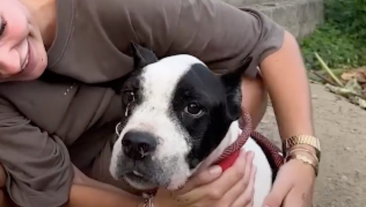 Il Pit Bull Louis con la sua mamma 