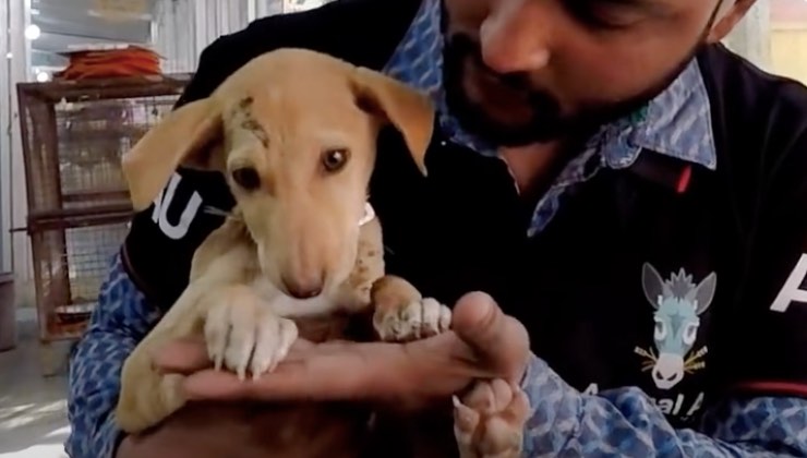 cucciolo di cane tra le braccia di un uomo 