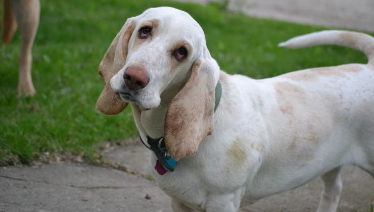 Un cane segugio con gli occhi dolci e il naso rosa 