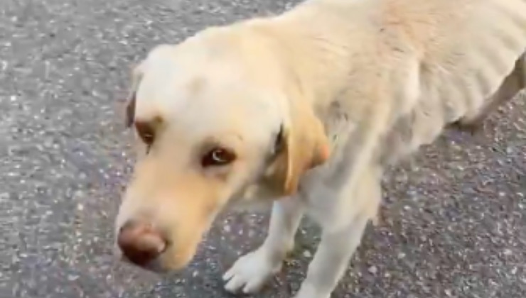 Cane maltrattato in strada 