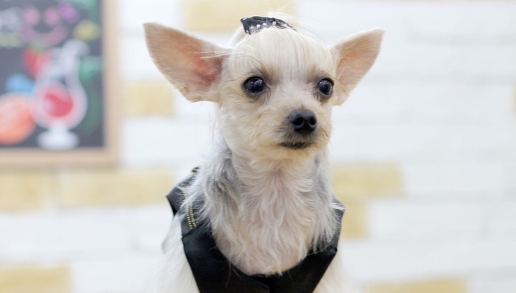 Piccolo cane dal pelo bianco 