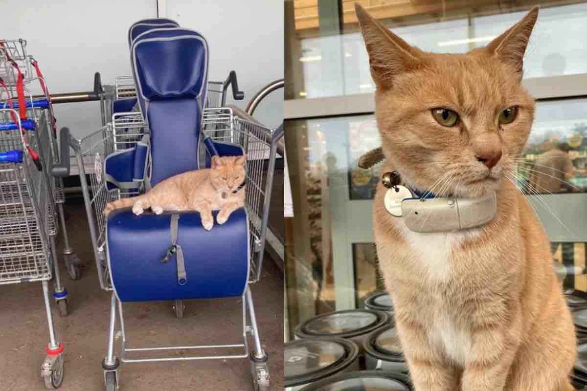 Gatto arancione sul carrello e sugli scaffali di un supermercato