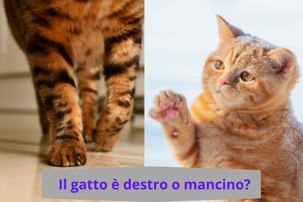 Zampe del gatto e gatto che cerca di afferrare qualcosa