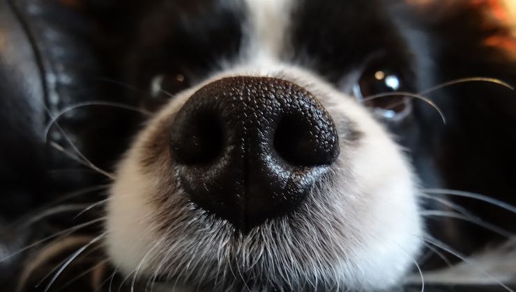 Il naso di un cane nero e bianco in primo piano 