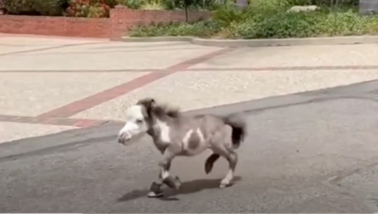 Il cavallino corre in strada 