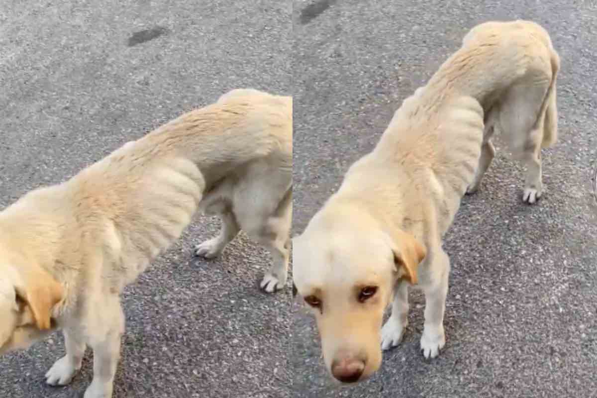 Cane malnutrito in strada