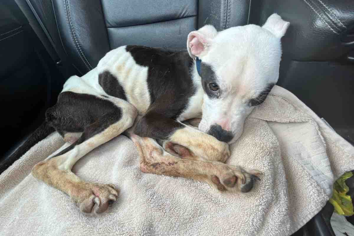 Cucciolo di cane Amstaff salvato alla fermata si sdraia in macchina