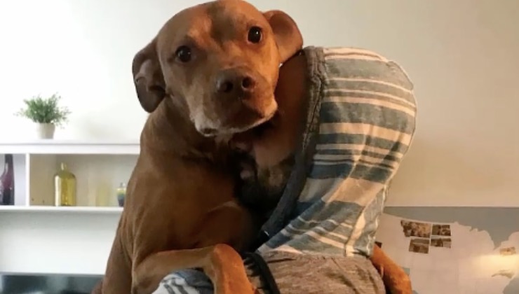 Cane spaventato abbraccia il suo umano 