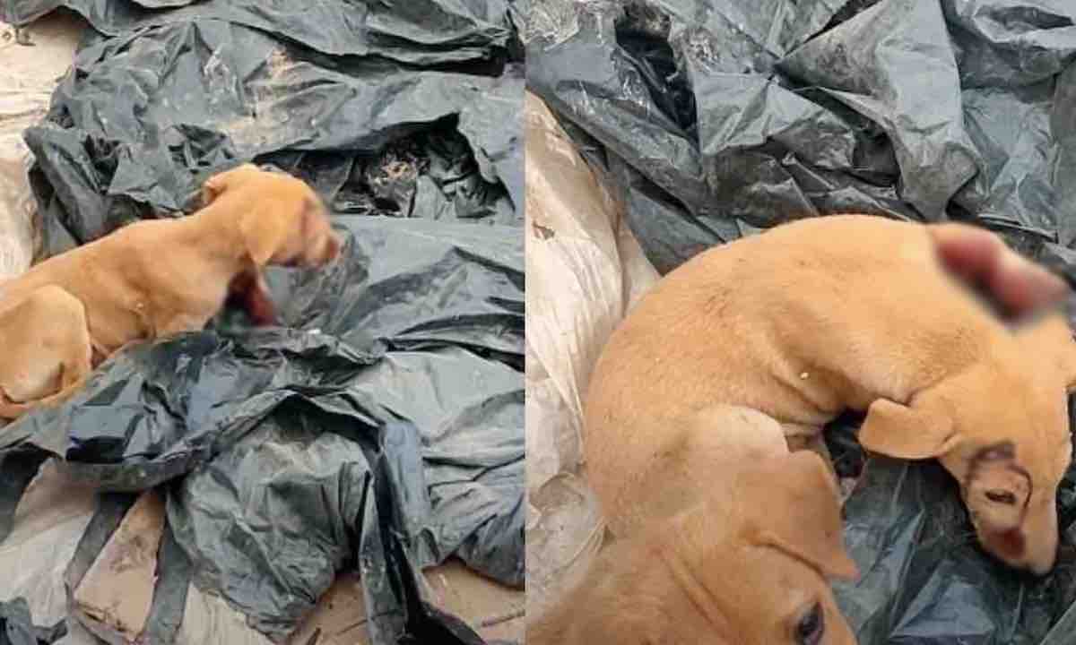 Piccolo cane ferito alla testa