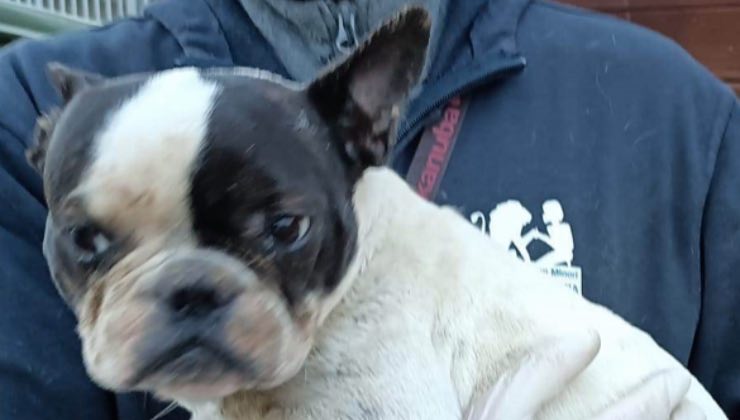 Cagnolina dopo anni tra le braccia di un volontario 