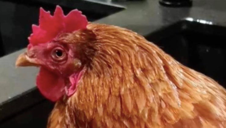 La gallina nella sua nuova casa 