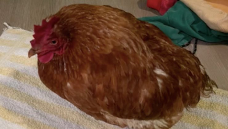 La gallina appena tratta in salvo 