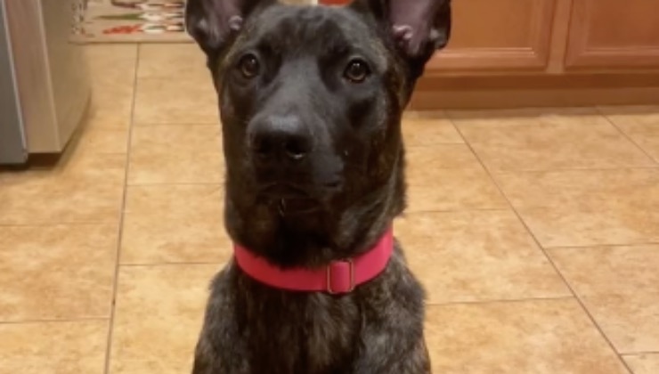 Intelligente cagnolina guarda in camera mentre è in piedi in cucina 