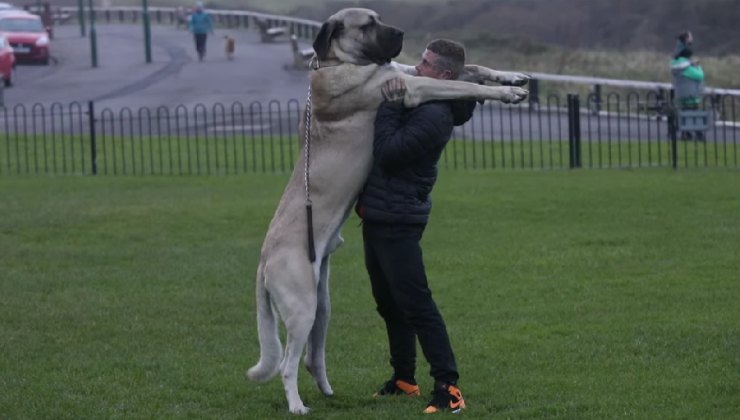 quanto è alto il cane più grande