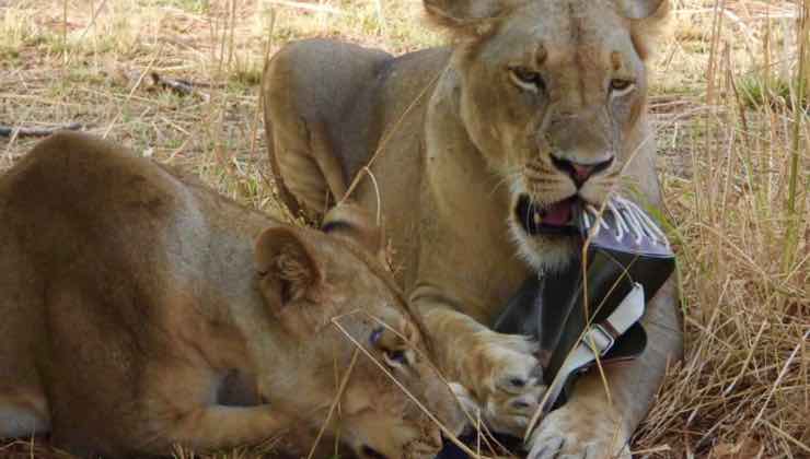 I leoni del parco nazionale di Luangwa giocano con la borsa 