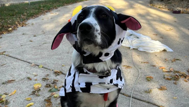 Cagnolina con impermeabile 