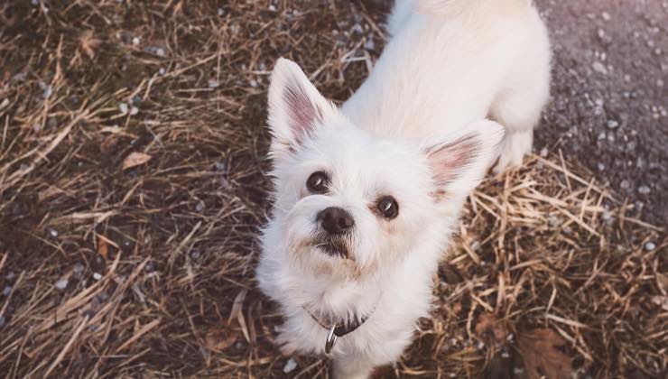 Un cane bianco guarda in alto per aiutarsi a ricordare 