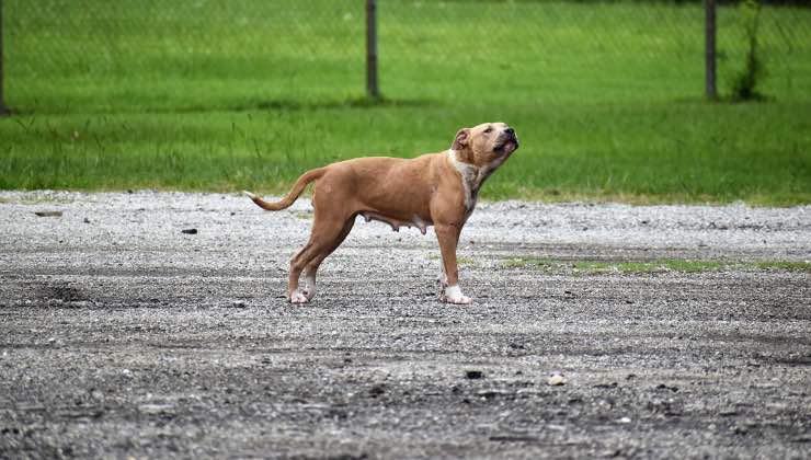 Cane Molossoide di fronte a un parco