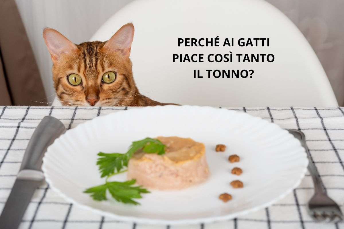 Gatto davanti al piatto di tonno