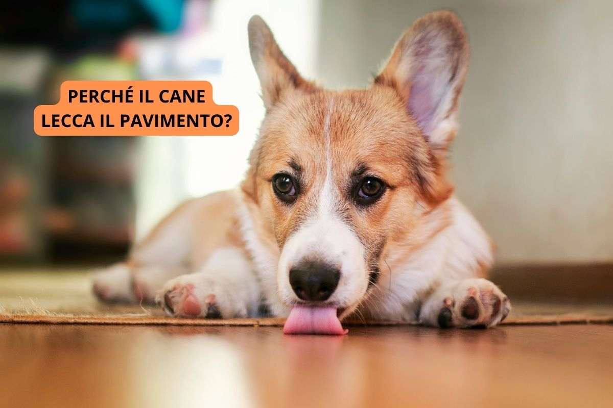 Cane lecca il pavimento