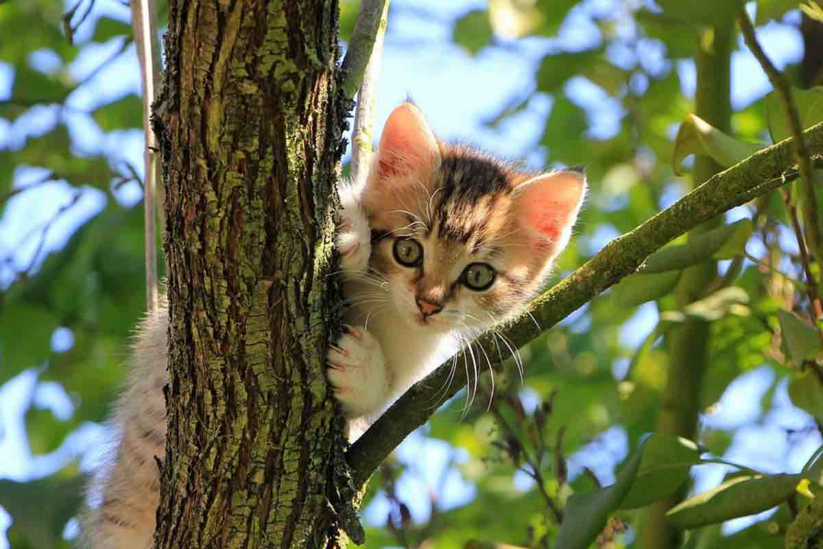 Gatto sull'albero