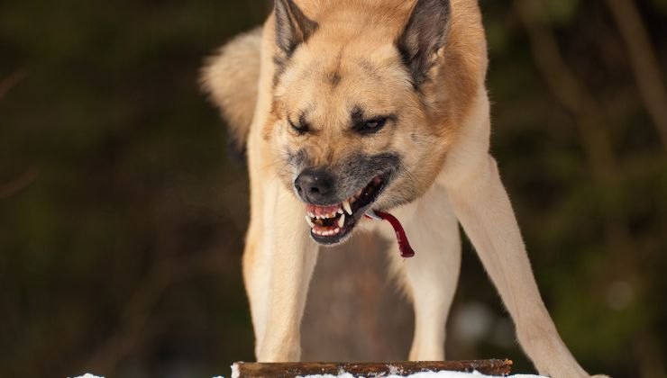 Cane guarda minaccioso