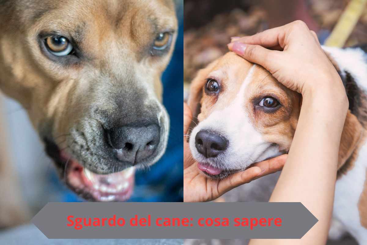 Sguardo aggressivo e sguardo dolce del cane