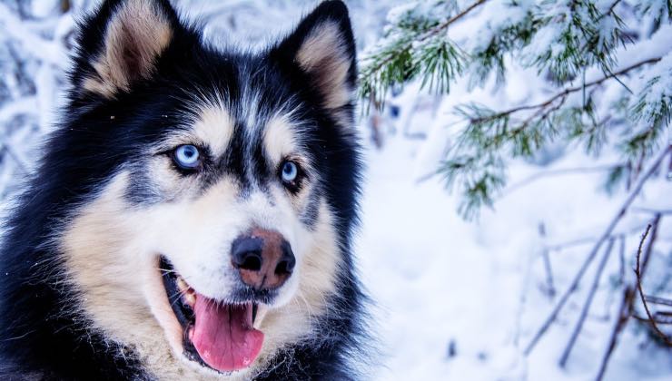 Siberian Husky in montagna 