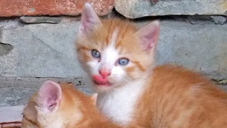 Gattino arancione con lingua di fuori 