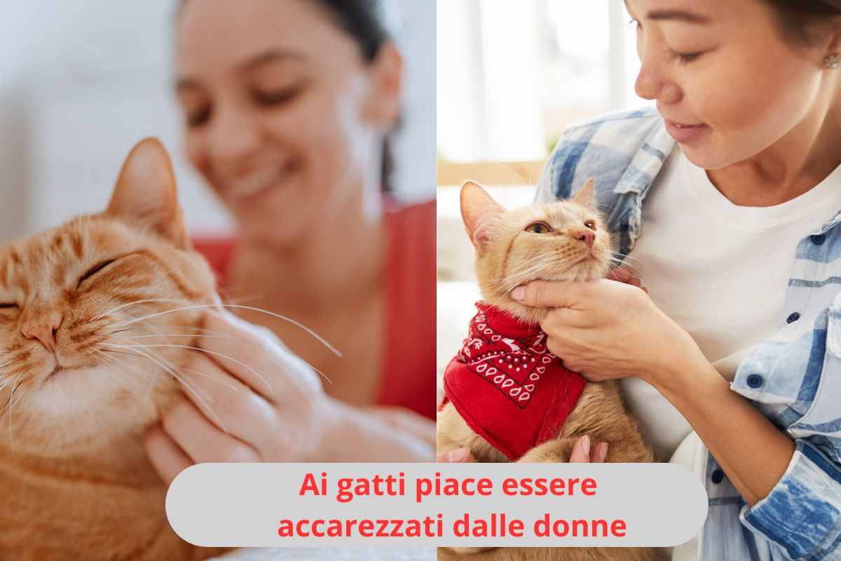 Donne che accarezzano i gatti