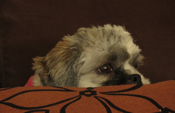 Il tuo cane sa sempre quando è ora di mangiare o di uscire