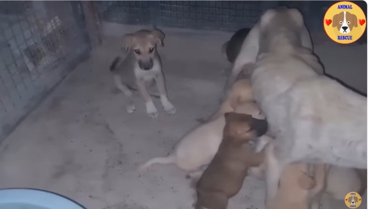 cagnolina abbandonata cuccioli nascita