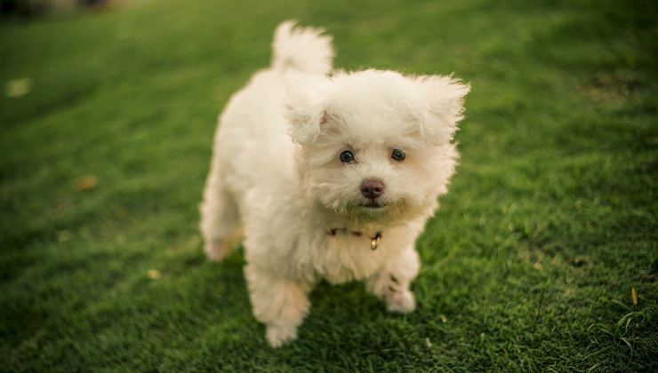 cagnolino bianco sul prato 