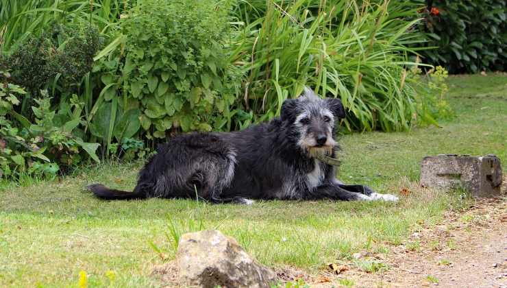 Cane anziano nell'erba 