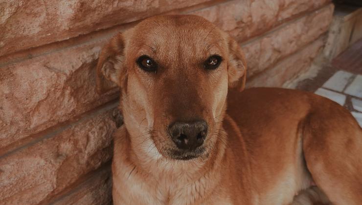 cane con la testa appoggiata al muro 