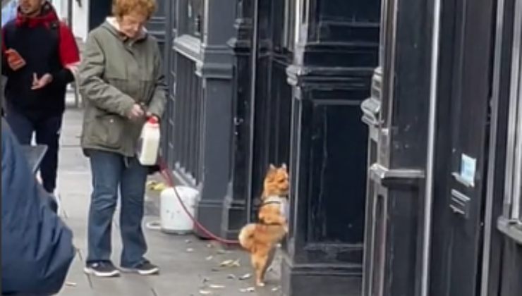 il cane charlie aspetta davanti al negozio