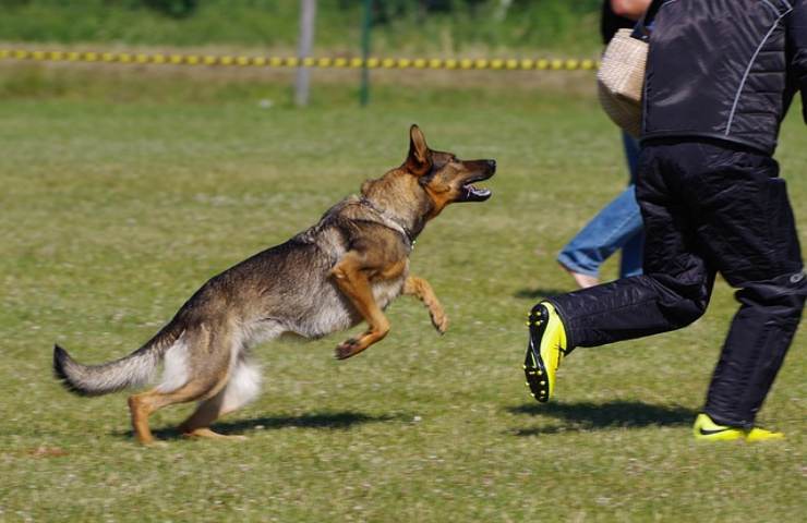 Agguato del cane: Un atteggiamento da "controllare