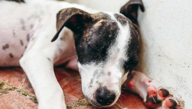 cane dorme e appoggia la testa al muro 