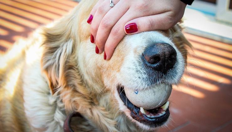 cane gioca con pallina 